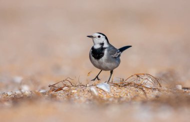 little bird watching on the ground, White Wagtail, Motacilla alba