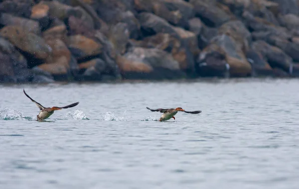 large water bird soaring in the air, Red-breasted Merganser, Mergus serrator