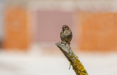 bird spying on its prey on dry branch, Dunnock, Prunella modularis