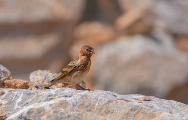 little bird watching on the ground, Red-fronted Serin, Serinus pusillus