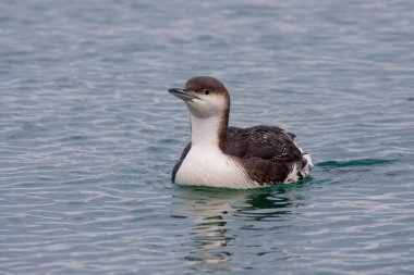 large waterfowl in its natural habitat, Black-throated Loon, Gavia arctica