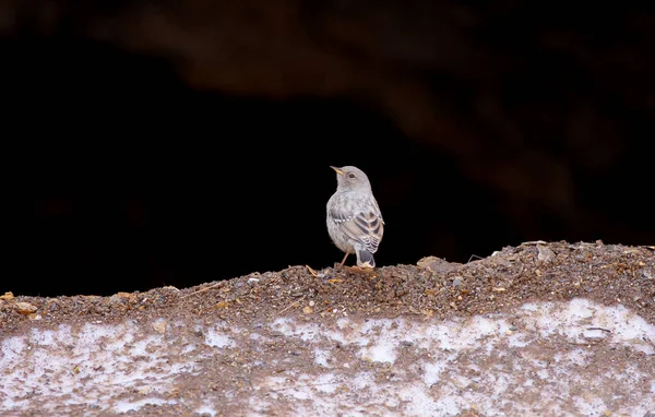 little bird watching on the ground, Alpine Accentor, Prunella collaris