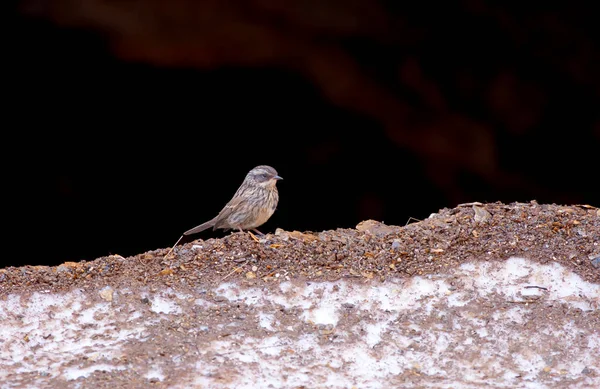 little bird watching on the ground, Radde`s Accentor, Prunella ocularis