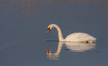 large waterfowl in its natural habitat, Mute Swan, Cygnus olor