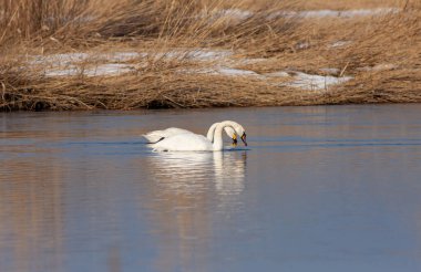 large waterfowl in its natural habitat, Mute Swan, Cygnus olor