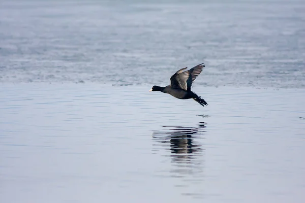 water bird landing on the ground, Eurasian Coot, Fulica atra