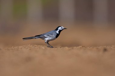 little bird watching on the ground, White Wagtail, Motacilla alba