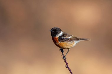 little bird clinging to a dry branch, European Stonechat, Saxicola rubicola