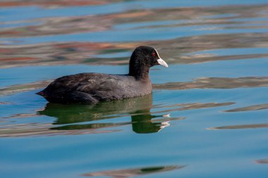 waterfowl resting in the water, Eurasian Coot, Fulica atra