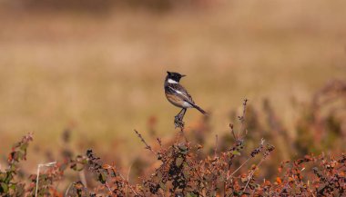 little bird clinging to a dry branch, European Stonechat, Saxicola rubicola