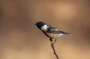 little bird clinging to a dry branch, European Stonechat, Saxicola rubicola