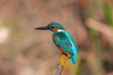 colorful bird spying on its prey on dry branch,Common Kingfisher, Alcedo atthis