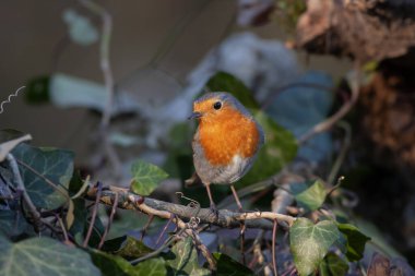 cute little bird with red breast, Kizilgerdan, European Robin, Erithacus rubecula clipart