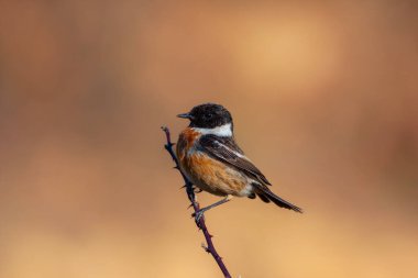 little bird clinging to a dry branch, European Stonechat, Saxicola rubicola