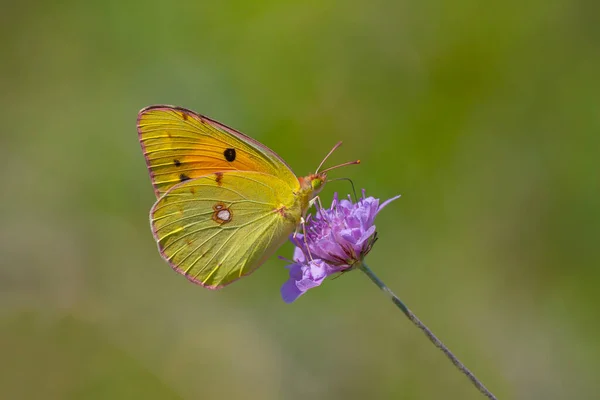 Yellow Glory butterfly on the plant,  Clouded Yellow, Colias crocea