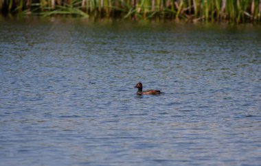water bird in its natural environment, Ferruginous Duck, Aythya nyroca