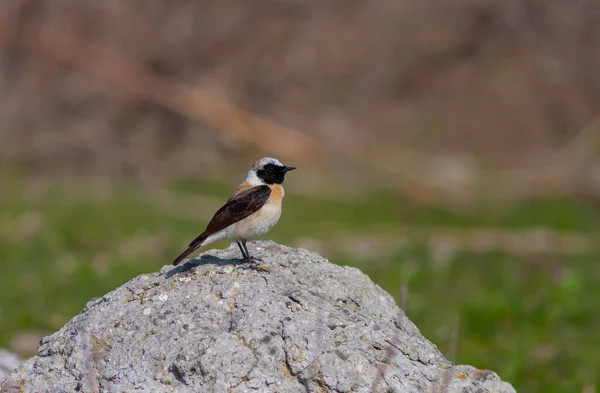 little bird watching around on the stone, Black-eared Wheatear, Oenanthe hispanica
