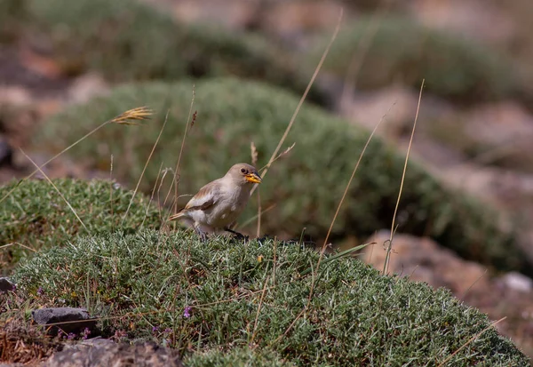 little bird watching on the ground, White-winged Snowfinch, Montifringilla nivalis