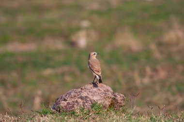 bird watching on the grass, Collared Pratincole, Glareola pratincola