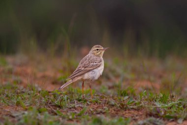 bird watching around on the ground, Tawny Pipit, Anthus campestris