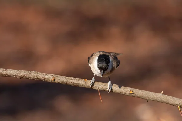 very tiny delicate bird on a single branch, Marsh Tit, Poecile palustris