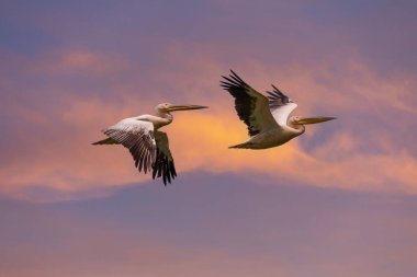 large waterfowl in their natural environment, Great White Pelican, Pelecanus onocrotalus
