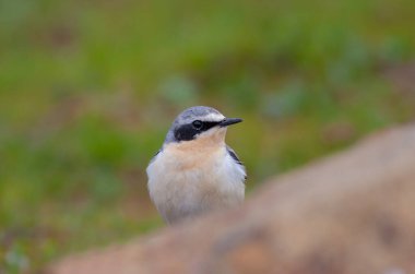 Çimlerde kuş gözlemi, Yakalı Pratincole, Glareola pratincola