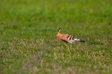 bird watching on the grass, Eurasian Hoopoe, Upupa epops