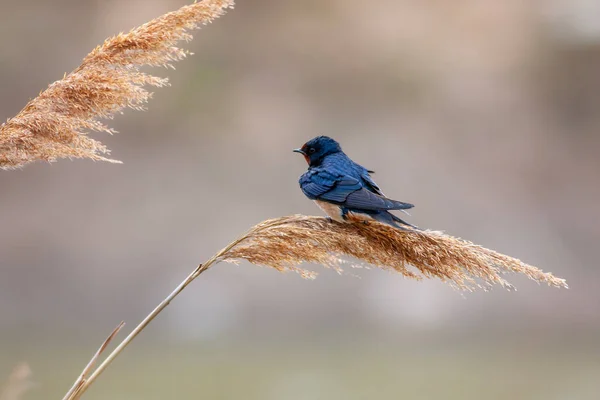 Kleine Vogel Het Riet Schuur Zwaluwen Hirundo Rustica — Stockfoto