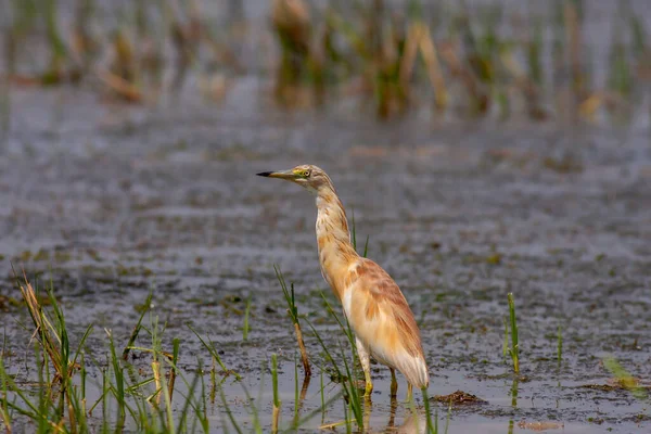 Wasservogel Seiner Natürlichen Umgebung Reiher Ardeola Ralloides — Stockfoto