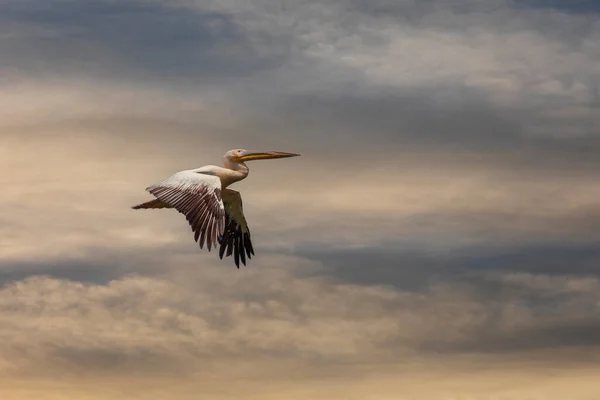 Grote Watervogels Hun Natuurlijke Omgeving Grote Witte Pelikaan Pelecanus Onocrotalus — Stockfoto