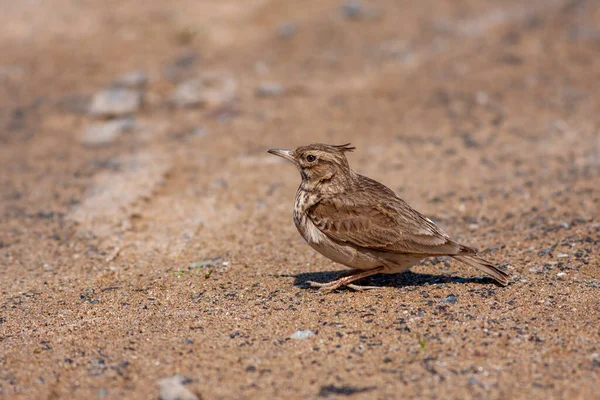 Little Bird Watching Ground Crested Lark Galerida Cristata — Fotografia de Stock