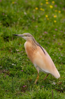 Doğal ortamında su kuşu, Squacco Heron, Ardeola ralloides