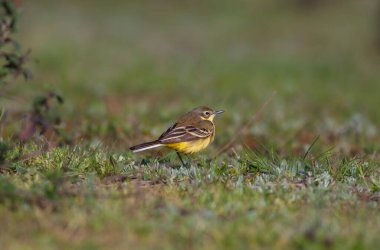 little bird watching on the grass, Yellow Wagtail, Motacilla flava