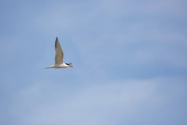 Havadaki kuş, genel tern, sterna hirundo
