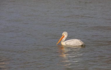 Doğal ortamında su kuşu, Dalmaçyalı Pelikan, Pelecanus crispus