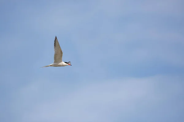 Птица Воздухе Common Tern Sterna Hirundo — стоковое фото