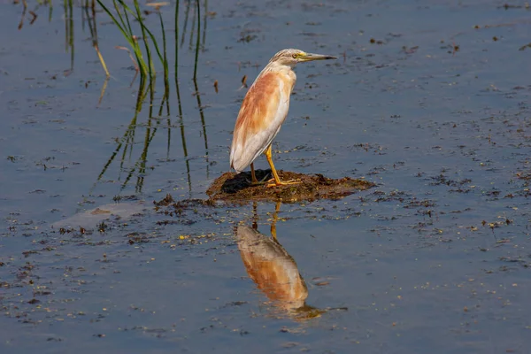Wasservogel Seiner Natürlichen Umgebung Reiher Ardeola Ralloides — Stockfoto