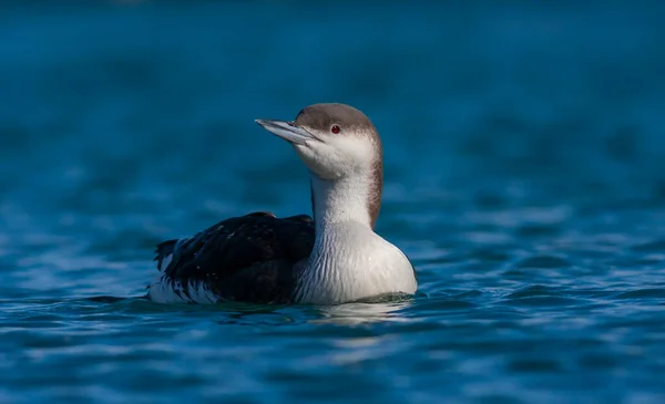 Grote Watervogels Hun Natuurlijke Habitat Zwartkeelleeuw Gavia Arctica — Stockfoto