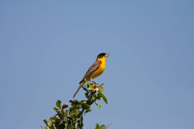 bird looking around  in woodland, Black-headed Bunting, Emberiza melanocephala