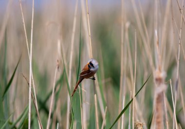 Ormanda etrafa bakınan kuş, Sakallı Reedling, Panurus biarmicus