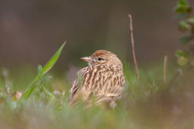 bird watching on the grass, Eurasian Skylark, Alauda arvensis