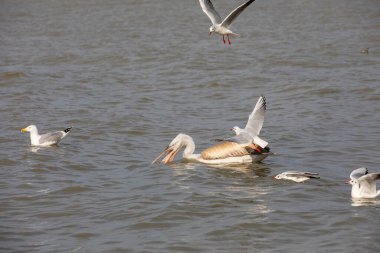 water bird in its natural environment, Dalmatian Pelican, Pelecanus crispus