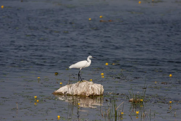 Duży Biały Ptactwo Wodne Kamieniu Little Egret Egretta Garzetta — Zdjęcie stockowe
