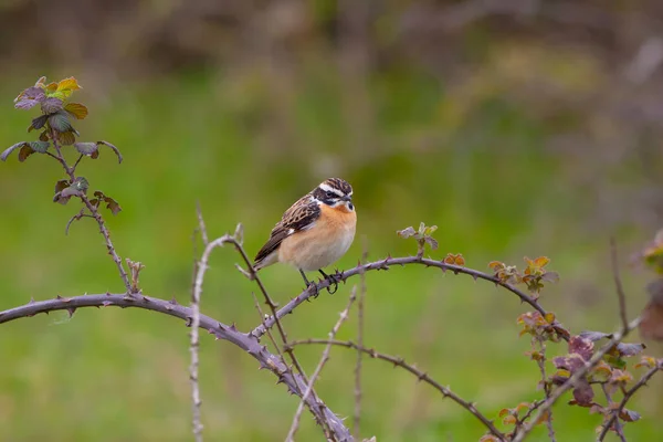 Oiseau Regardant Autour Dans Les Bois Whinchat Saxicola Rubetra — Photo