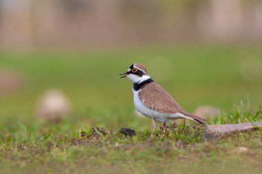 Çimlerdeki kuş, Küçük Halkalı Plover, Charadrius dubius