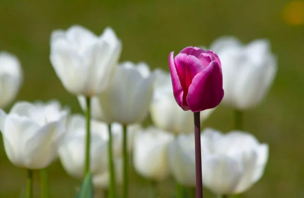 Білі Тюльпани Фоні — стокове фото