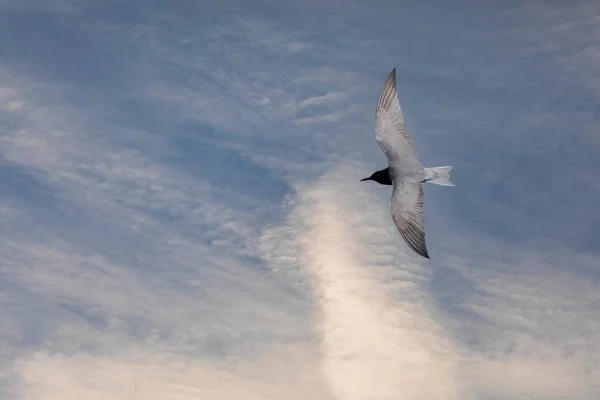 Wasservogel Auf Beutesuche Trauerseeschwalbe Chlidonias Niger — Stockfoto