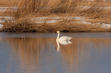 large waterfowl in its natural habitat, Mute Swan, Cygnus olor
