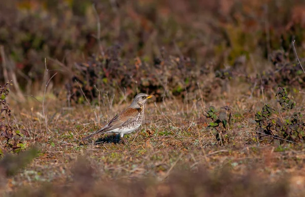 Bird Watching Grass Fieldfare Turdus Pilaris — Foto Stock